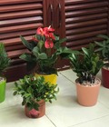 Hình ảnh: Chậu hoa sứ sale 19k/1 chậu, đủ màu sắc 