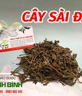 Hình ảnh: Cây sài đất chữa viêm da cơ địa mụn nhọt hiệu quả