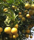 Hình ảnh: Cây giống cam Vinh 