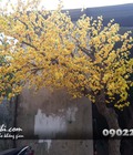 Hình ảnh: Cây hoa mai giả