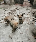 Hình ảnh: Cần bán 5 con chó lai Phú Quốc