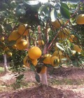 Hình ảnh: Địa chỉ cung cấp giống cây bưởi đỏ tân lạc, bưởi đỏ