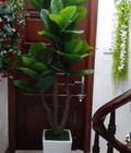 Hình ảnh: Chậu Cây bàng giả