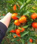 Hình ảnh: Cây giống Cam đường Canh