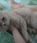 Hình ảnh: Mèo aln thuần mặt bánh bao phối giống tốt