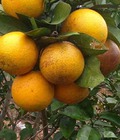 Hình ảnh: Giống cây cam V2