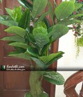 Hình ảnh: Cây bàng SIngapore giả 