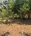 Hình ảnh: Cần bán Đất rẫy chôm chôm 7 năm tuổi tại Xã Xuân Phú huyện Xuân Lộc tỉnh đồng nai