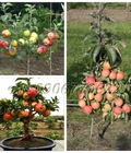 Hình ảnh: Hạt giống cây táo lùn – Bịch 10 hạt