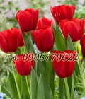 Hình ảnh: Hạt giống hoa tulip – Bịch 10 hạt