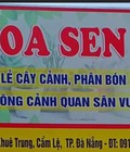 Hình ảnh: Chuyên bán cây cảnh Đà Nẵng