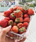 Hình ảnh: Dâu Tây Đà Lạt Tươi Ngon