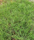 Hình ảnh: Hạt giống cỏ bermuda giống cỏ gà
