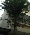 Hình ảnh: 3T mp Hoàng Hoa Thám,115m2,mt5m,kd,vp,nhà hàng,ks