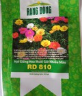 Hình ảnh: Hạt giống hoa mười giờ mỹ mix nhiều màu Rạng Đông