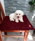 Hình ảnh: Cần Tìm chủ mới cho bé Poodle Tini cáimàu trắng 2 tháng tuổi