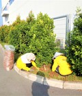 Hình ảnh: Dịch vụ chăm sóc cây xanh