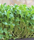 Hình ảnh: Hạt giống rau mầm hướng dương Phú Nông