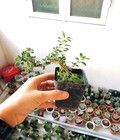 Hình ảnh: Cây bonsai tuyết tháng 6