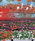 Hình ảnh: Cây giống hoa Ngọc thảo