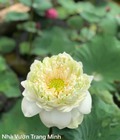 Hình ảnh: Sen quan âm
