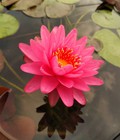 Hình ảnh: Bán hoa Súng Thái Lan , Mỹ , Úc với 120 màu sắc đẹp taji Hội