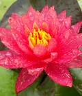 Hình ảnh: Bán hoa Súng Thái Lan ,Mỹ , Úc nhiều màu sắc đẹp nhất 