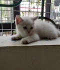 Hình ảnh: Cần tìm chủ mới yêu thương bé mèo lai Anh lông ngắn 