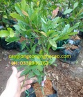 Hình ảnh: Cung cấp cây giống: Cây Thần Kỳ