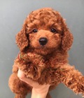 Hình ảnh: Chó Poodle nâu đỏ 2 tháng tuổi