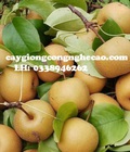 Hình ảnh: Cung cấp cây giống : Lê Nâu