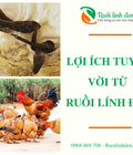 Hình ảnh: Lọi Ích Từ Ruồi Lính Đen