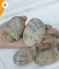 Hình ảnh: Ngao 2 cồi tươi sống giá cực tốt chỉ từ 180k/kg