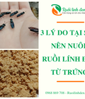 Hình ảnh: 3 Lý Do Tại Sao Bạn Nên Nuôi Ruồi Lính Đen Từ Trứng