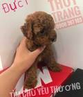 Hình ảnh: Tìm nhà mới Poodle Tiny 2tháng tuổi