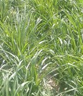 Hình ảnh: Hạt giống cỏ chịu ngập Paspalum