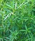 Hình ảnh: Hạt giống cỏ đậu Stylo