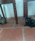 Hình ảnh: Cần tìm chủ thương yêu 4 bé mèo Anh xinh xắn giá hạt dẻ ở HN