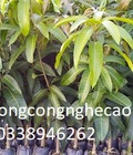 Hình ảnh: Cung cấp cây giống : Xoài Thái