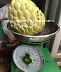 Hình ảnh: Cung cấp cây giống : Cây Na Thái