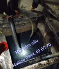 Hình ảnh: Hút hầm cầu Phường Phước Long B