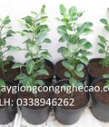 Hình ảnh: Cung cấp cây giống : Chanh Thái ( Chanh Não Người )