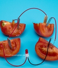 Hình ảnh: Bộ thí nghiệm đèn phát sáng từ trái cây