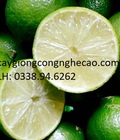 Hình ảnh: Cung cấp cây giống : Chanh Không Hạt