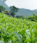 Hình ảnh: Trà nõn tôm Thái Nguyên Chuẩn gu trà Việt