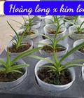 Hình ảnh: Kiếm Hoàng Long x Kim Long Cấy Mô | 0862.060.009