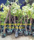 Hình ảnh: Cung cấp cây giống : Nho Pháp