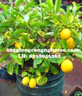 Hình ảnh: Cung cấp cây giống : Chanh Vàng Mỹ