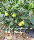 Hình ảnh: Cung cấp cây giống : Hồng Không Hạt