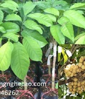 Hình ảnh: Cung cấp cây giống: Bòn Bon